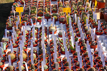 Image showing small pot of cactus plant in the market