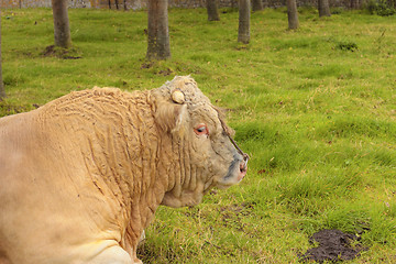 Image showing French Charolais bull lying in grass green