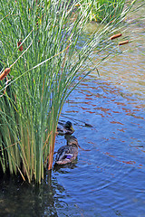 Image showing Ducks in reeds 1