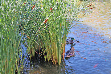 Image showing Ducks in reeds 2