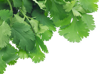 Image showing Coriander