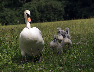 Image showing Swan and Cygnets