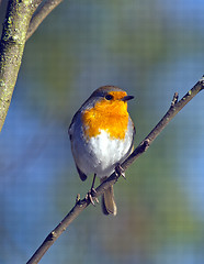 Image showing Robin