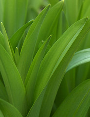 Image showing Spring Growth