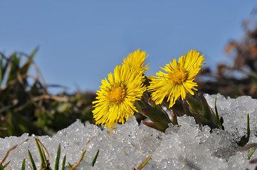 Image showing Coltsfoot in snow
