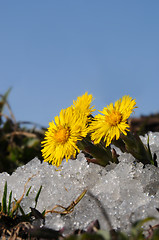 Image showing Coltsfoot in snow