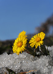 Image showing Coltsfoot in snow