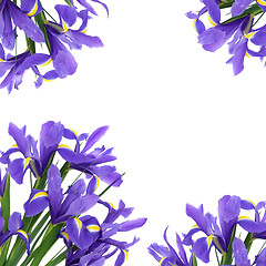Image showing Iris Flower Beauty