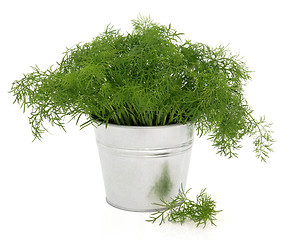 Image showing Dill Herb Plant