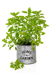 Image showing Oregano Herb Plant