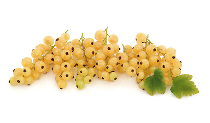 Image showing White Currant Fruit