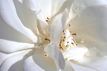 Image showing White rose close-up
