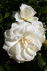 Image showing White roses