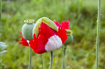 Image showing Unfolding red white poppy. 