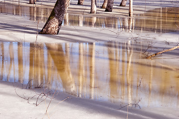 Image showing Birch grove frozen in ice.