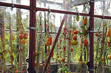 Image showing Tomatoes in glass greenhouse.