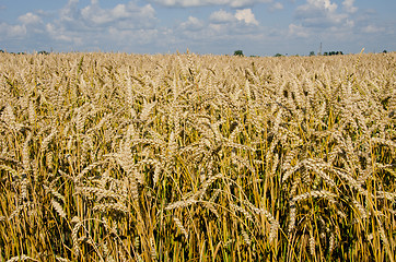 Image showing Field full of riped wheat. 