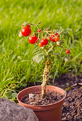 Image showing Tomatoes growing in small pot.