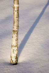 Image showing Small birch trunk. 