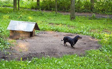 Image showing Dog pet dachshund sausage-dog chained dog house 