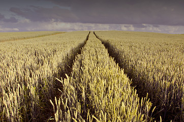 Image showing Tractor wheel mark on the field. 