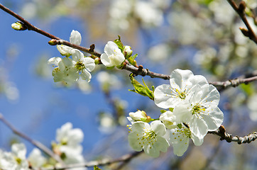 Image showing White apple tree buds blooms spring background 