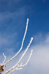 Image showing white frost covered branches