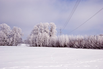 Image showing Hoarfrost on the trees and high voltage line.