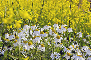 Image showing Daisy near rape field. 