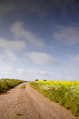 Image showing Gravel road betwwen rape field and meadows.