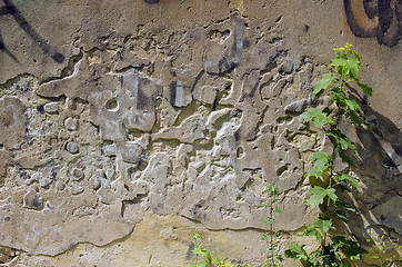 Image showing Old wall and maple little maple plants.