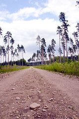 Image showing Gravel road and pines. 