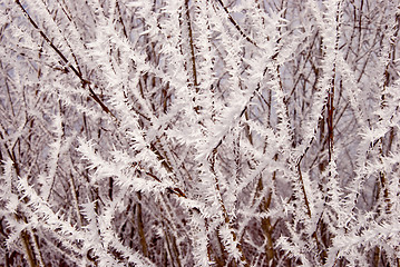 Image showing white frost covered branches