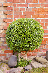 Image showing Decorative tree with round leaves. 