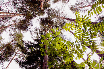 Image showing Pine tops.