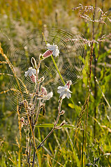 Image showing Web and flower.