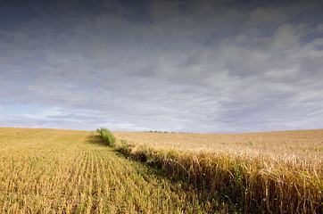 Image showing Agricultural field of wheat and rye. 