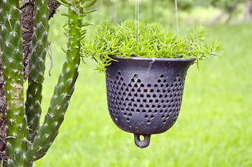 Image showing Cactus and flowers.