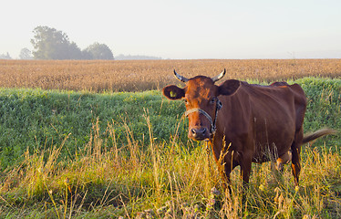 Image showing Grazing brown cow.