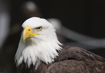 Image showing American Eagle