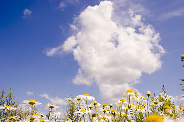 Image showing Daisy in the background of sky.