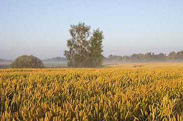 Image showing Field of wheat.