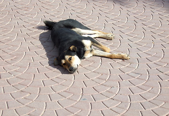 Image showing homeless dog