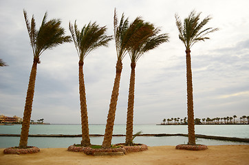 Image showing palms