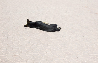 Image showing homeless dog