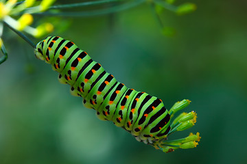 Image showing Swallowtail caterpillar