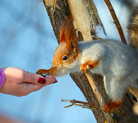 Image showing Squirrel.