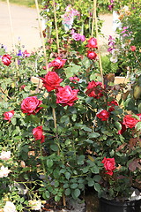 Image showing Market of flowers in spring in France