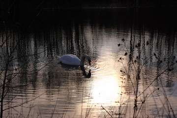 Image showing Wild swan mute on its lake in France.