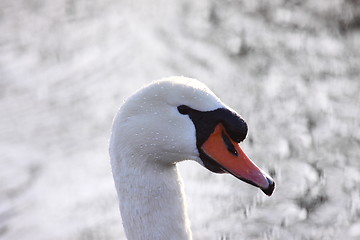 Image showing Wild swan mute on its lake in France.